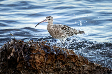 A whimbrel stands on the coast of Orihuela Costa in Alicante, surrounded by washed-up plants, while the shimmering sea waves glisten behind it. The close-up highlights its long curved bill and distinc