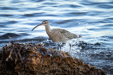 A whimbrel stands on the coast of Orihuela Costa in Alicante, surrounded by washed-up plants, while the shimmering sea waves glisten behind it. The close-up highlights its long curved bill and distinc