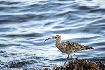 A whimbrel stands on the coast of Orihuela Costa in Alicante, surrounded by washed-up plants, while the shimmering sea waves glisten behind it. The close-up highlights its long curved bill and distinc