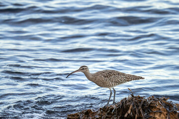 A whimbrel stands on the coast of Orihuela Costa in Alicante, surrounded by washed-up plants, while the shimmering sea waves glisten behind it. The close-up highlights its long curved bill and distinc