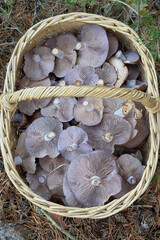 mushrooms in a basket