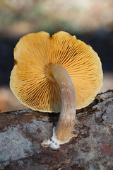 mushrooms in the forest