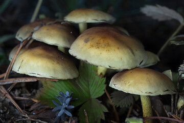 mushrooms in the forest