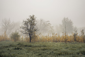 Golden autumn foliage emerges from a soft morning fog, creating a dreamy and peaceful landscape....