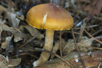 mushroom in the forest