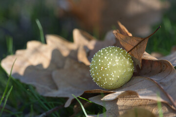 acorn on the grass