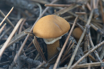 mushroom in the snow
