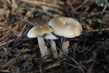 mushrooms in the forest