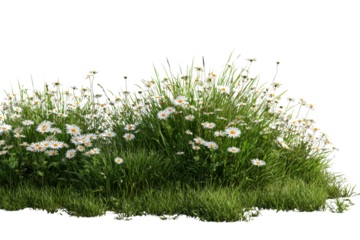 Field of white daisies and green grass isolated on black background daisy flower, Isolated On Transparent Background, Png Cut Out