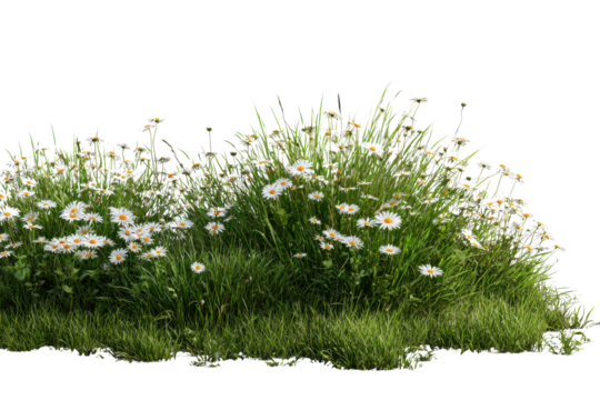 Field of white daisies and green grass isolated on black background daisy flower, Isolated On Transparent Background, Png Cut Out