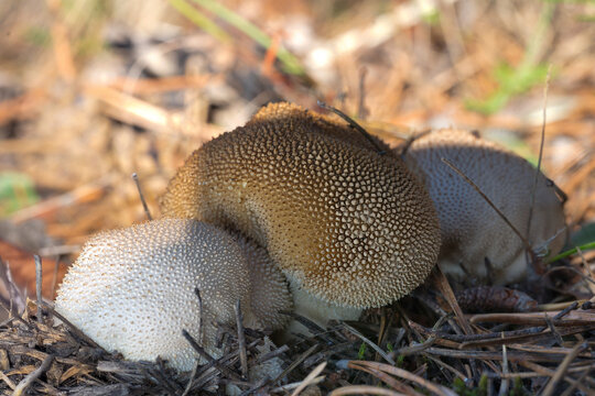 mushroom in the forest - Powered by Adobe