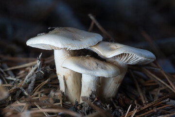 mushrooms in the forest