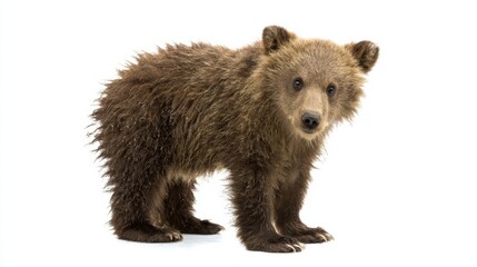 Brown Bear Cub Lying Calmly on White Background Close-Up