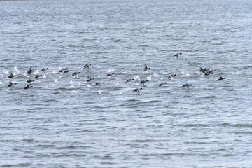 Birds skimming the water surface in synchronized motion