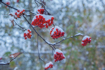Red rowan berries on branches
