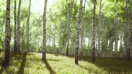 Obraz premium Bright sunlight drenches the calm birch forest in soft hues. Tall trees stand proudly among lush green grass, their shadows stretching gently across the ground in the early morning light.