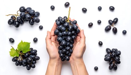Hands holding fresh black grapes on a white background.