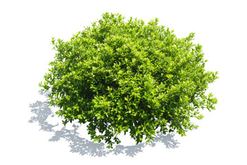Obraz premium Round Green Bush with Detailed Leaf Texture and Shadow on Black Background plant foliage, Isolated On Transparent Background, Png Cut Out