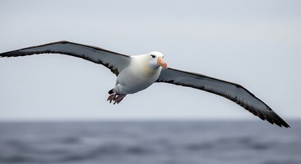 Majestic Albatross Soars Over Ocean Waters