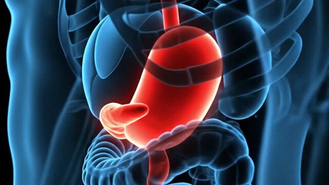 Exploring Stomach Ailments Visualizing Gastric Health Anatomy Acid Reflux Problems Digestive Health and Solutions for