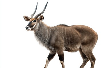 Obraz premium an animal isolated with a copy space