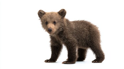 Brown Bear Cub Lying Calmly on White Background Close-Up