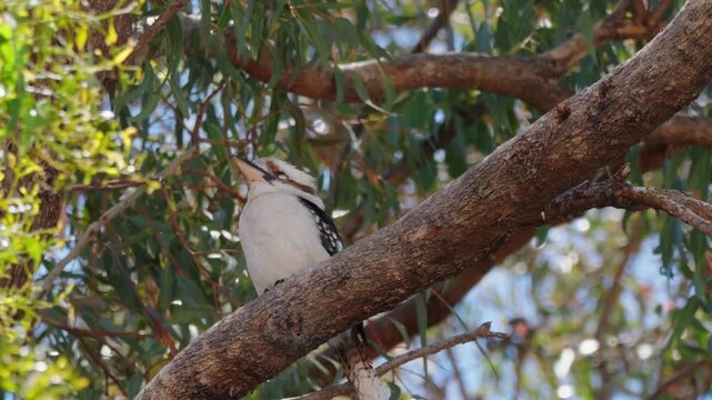 Kookaburra bird sitting in gum tree of Australian backyard
