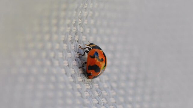 Macro close up of lady bird bug with orange spotted shell