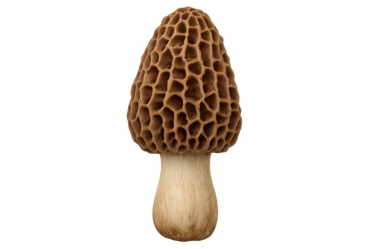Morel mushroom standing, showing unique honeycomb cap texture, edible gourmet fungus on transparent background