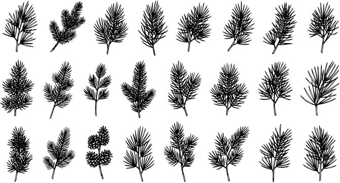 Hand drawn set of various pine, fir, and evergreen tree branches with cones. Botanical sketch collection of coniferous twigs, perfect for winter holiday and Christmas designs.