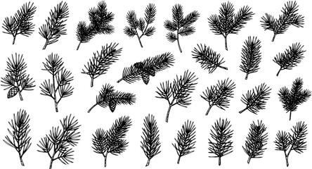 Hand-drawn set of various evergreen conifer branches including pine, fir, and spruce with needles and cones, perfect for Christmas and winter holiday designs. Sketch collection. © pixsource