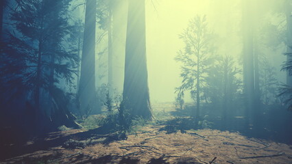 Obraz premium A serene forest landscape emerges with tall, majestic trees surrounded by a gentle mist. Sunlight softly illuminates the area, creating a tranquil atmosphere in nature.