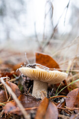 Mushroom in the forest. Autumn mushroom frozen in the cold