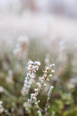 Autumn heather flowers. Frosty morning in the forest