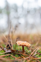 Mushroom in the forest. Autumn mushroom frozen in the cold