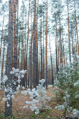 Fototapeta premium Frosty morning in the forest. Trees covered with hoarfrost