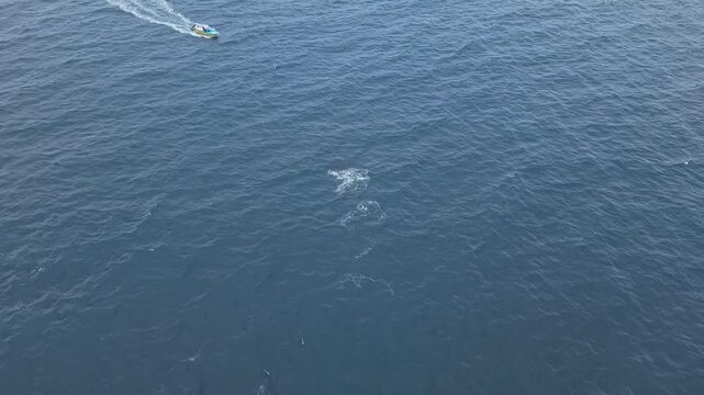 Protective Mother Humpback Whale redirects her young calf playing blissfully unaware of danger from collision with passing boat