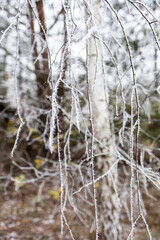 Birch branches in frost. Frosty morning in the forest.