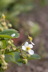 blooming green strawberries in dry weather, growing strawberries before the berries ripen in the hot summer season, strawberries need watering with water