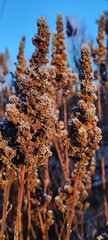 Frosted dried plants in the golden morning light. Close-up of frozen wildflowers in winter against a blue sky. Natural seasonal background