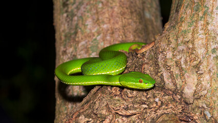 Taiwan Bamboo Viper (Trimeresurus stejnegeri)  赤尾青竹絲 resting on trees in natural habitat taken in Taiwan