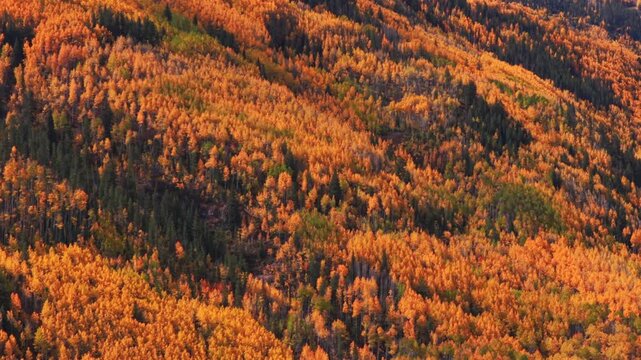 Dense thick yellow quaking aspen trees Vail Village Vail mountain ski resort morning aerial drone fall autumn vibrant colorful October blue sky clouds White River National Forest right down