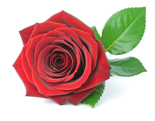 Crimson rose blossom lying on white surface with vibrant green leaf