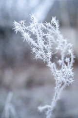 Frost on branches. Hoarfrost on a plant. Frosty morning