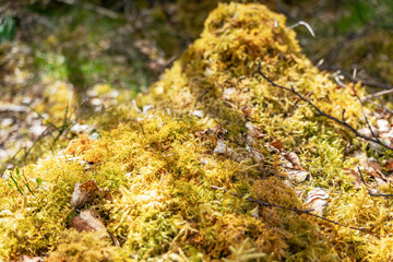 Vibrant green moss on forest floor mound