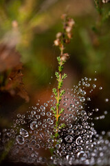 Water drops on a spider web. Morning dew on the grass