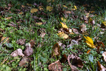 green grass and fallen yellow dry foliage from deciduous trees at the beginning of leaf fall, colorful foliage lying on the ground in the autumn in sunny warm weather