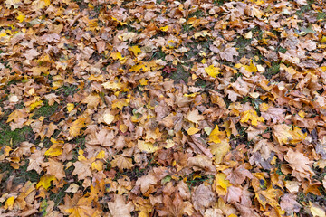 late autumn in the park in cloudy weather, details of maple foliage falling to the ground