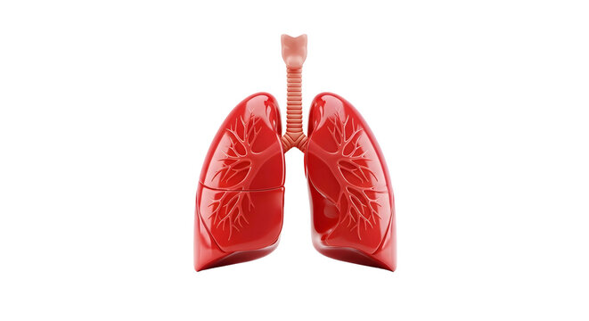 3D Rendering of Human Lungs for Lung Cancer Prevention Concept Design Cancer Day