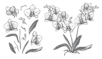 Vector orchid. Set of phalaenopsis flowers, leaves, and buds. Black ink drawing imitating engraving. Line art illustration of an exotic flower. Tropical forest bouquet.